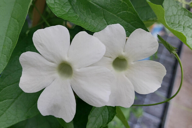 Thunbergia Sunny Susy® Gold