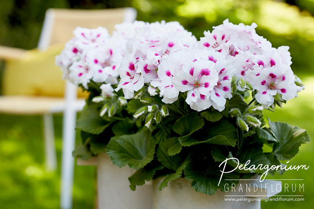 Pelargonium Grandiflorum