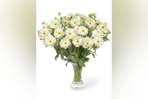 Ranunculus Poodle Ramlia