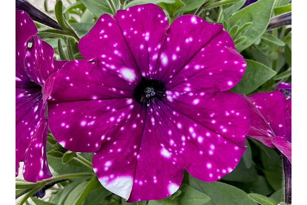 TOP-TUNIA SPOTTY RED IMP