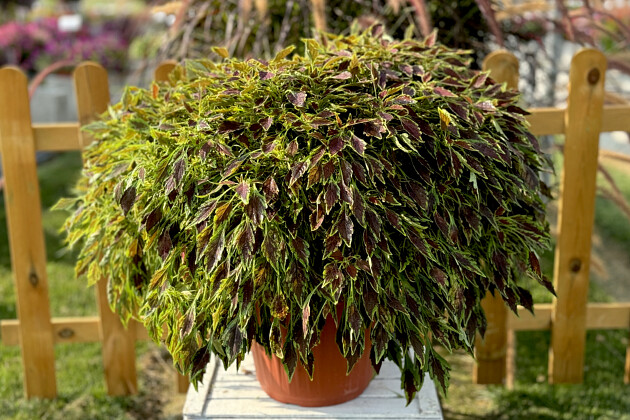 COLEUS ARABESQUE