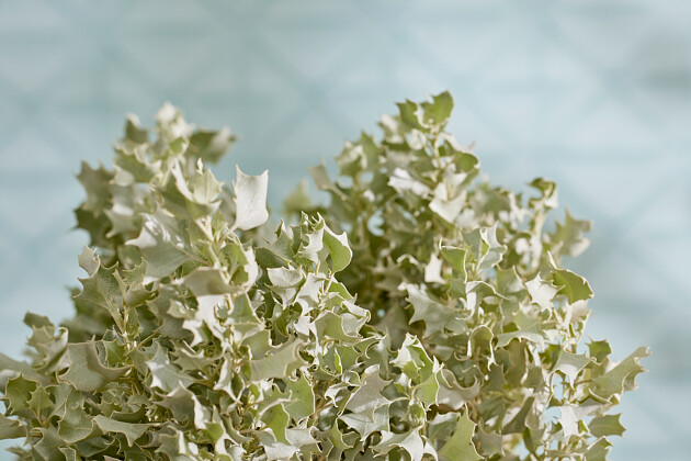 ATRIPLEX SILVER HOLLY