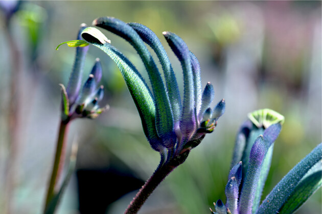 BLAUWE ANIGOZANTHOS