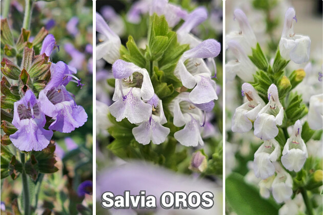 SALVIA OLYMPIC FLAME