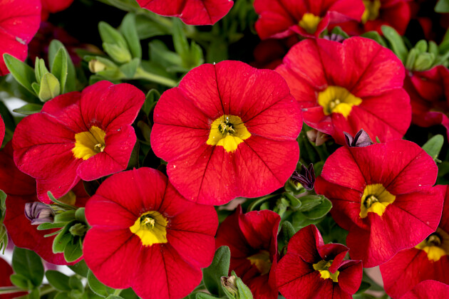 ALONIA™ Big Grape | Angelonia