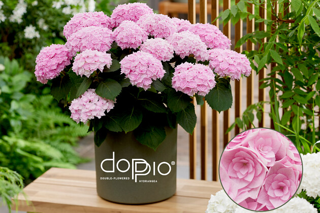 Hydrangea macr. Doppio&reg; Rosato