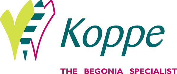 Koppe Begonia