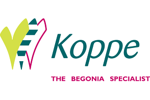 Koppe Begonia