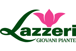 Lazzeri