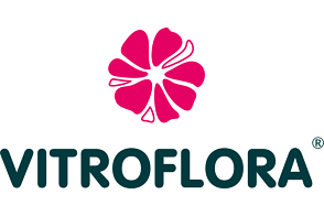 Vitroflora