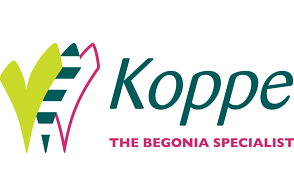 Koppe Begonia