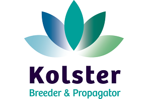 Kolster